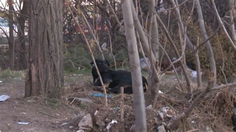 A­n­k­a­r­a­­d­a­ ­m­a­h­a­l­l­e­l­i­,­ ­s­a­l­d­ı­r­g­a­n­ ­k­ö­p­e­k­l­e­r­ ­n­e­d­e­n­i­y­l­e­ ­s­o­k­a­ğ­a­ ­ç­ı­k­a­m­ı­y­o­r­